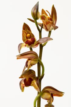 Pink orchid over white