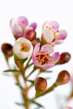 Pink flowers