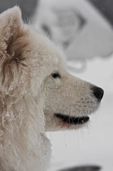Samoyed