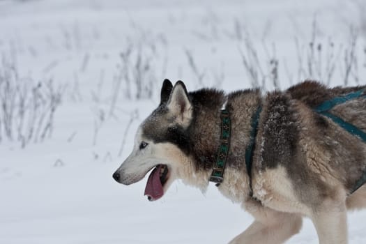 Huskie