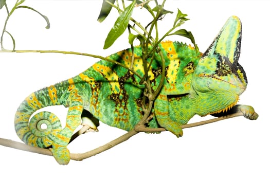 Reptiles wd385