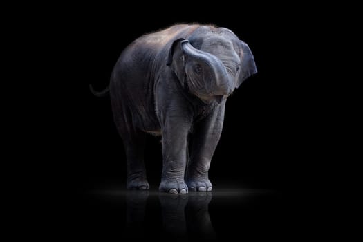 Baby Elephant wd286