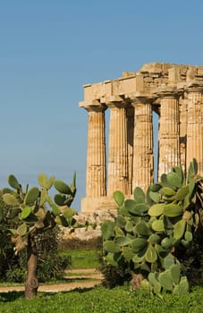 The Temple of Selinunte in Sicily