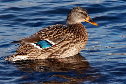 mallard