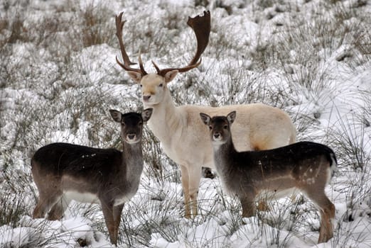 Family Fallow Deer (In the Wildlife Park)