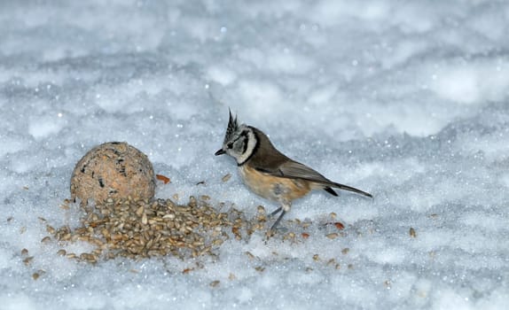 Crested with hunger