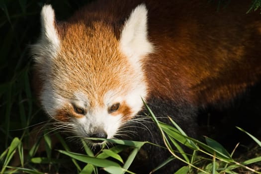Red panda eating bamboo