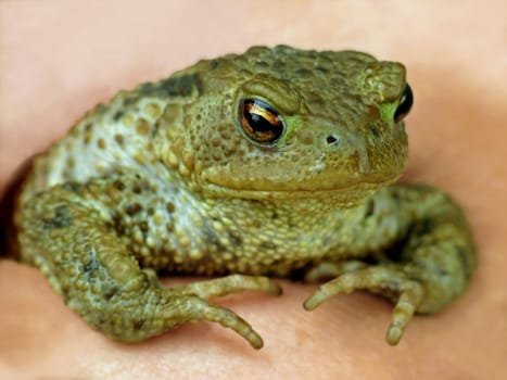 Common Toad (Bufo bufo)