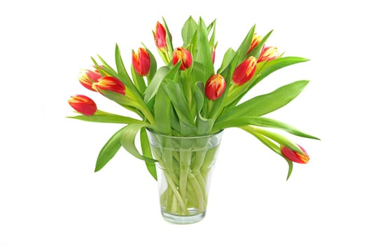 Tulip bouquet