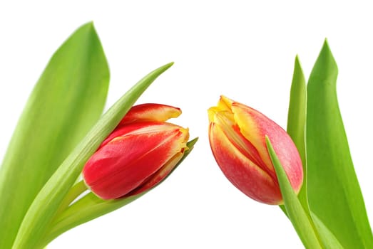 Pair of tulips