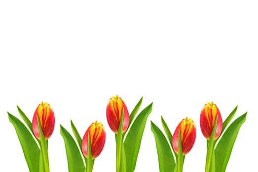 Tulips