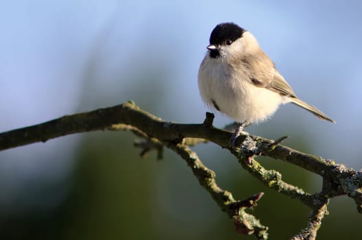 Marsh,Nun's,Poecile Palustris,Songbird