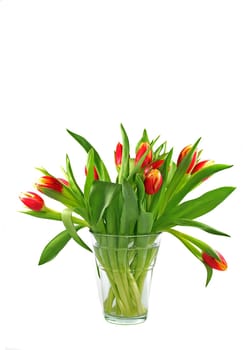 Tulip bouquet