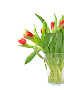 Tulip bouquet