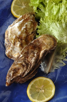 oysters