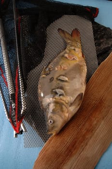 carp