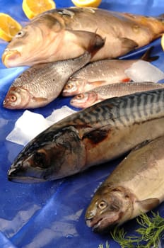 fish