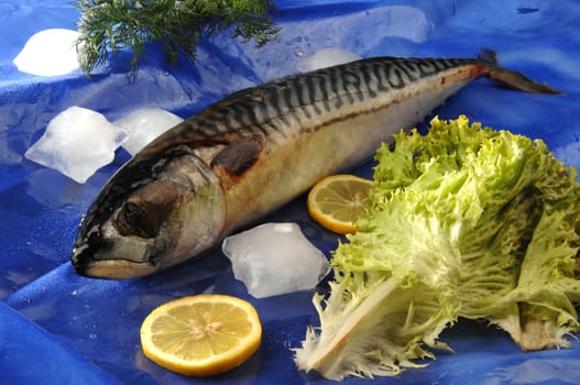 fish