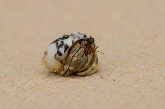 Hermit crab