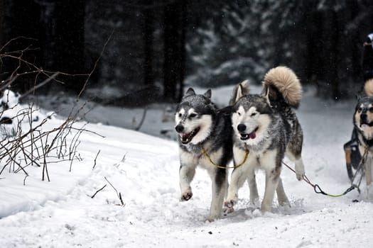Huskies........