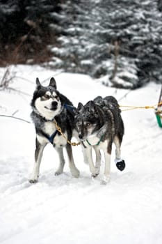 Huskies....