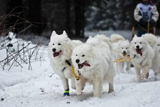 Samoyeds..