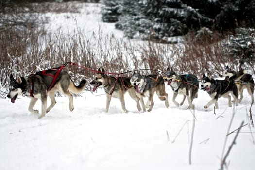 Huskies..