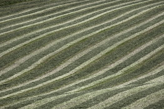Agricultural Waveform