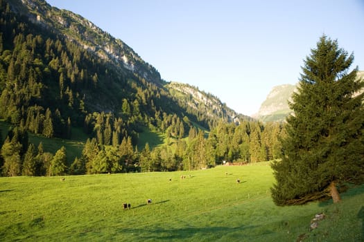Cow pasture