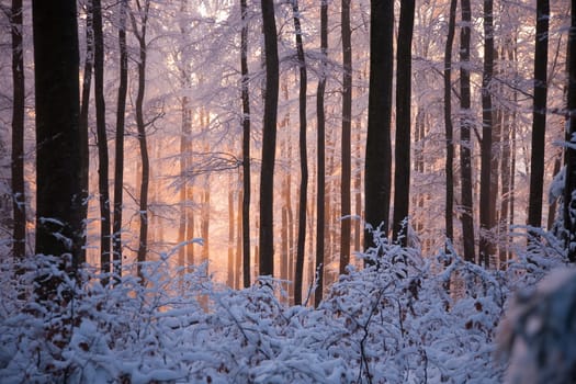 Sun in the snowy forest