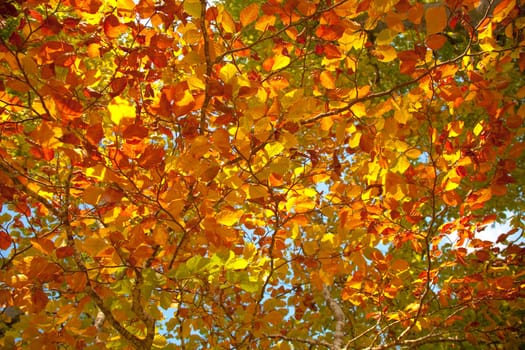 Autumn leaves