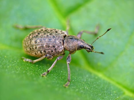 Cube-spotted dust weevil