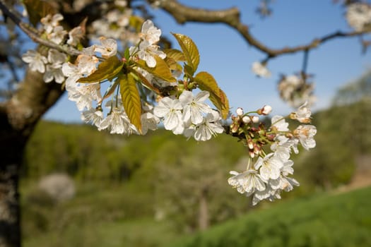 Blossoms Apple Tree