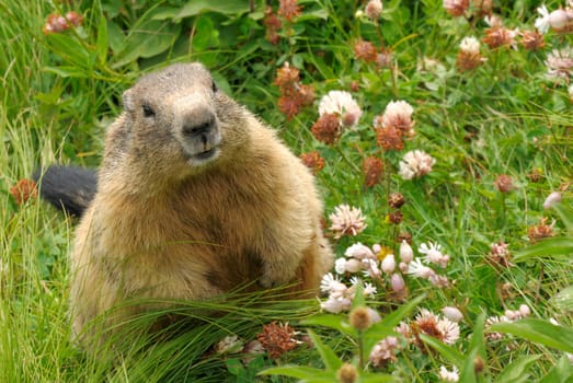 Marmot in its natural habitat