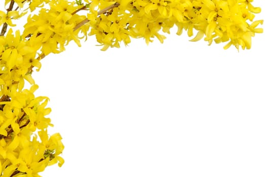 Easter frame from forsythia