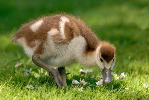 Gosy chick enjoys daisies