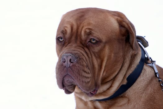 Mastiff Portrait