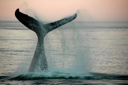 Whale fin