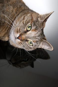 (cat animal) without big