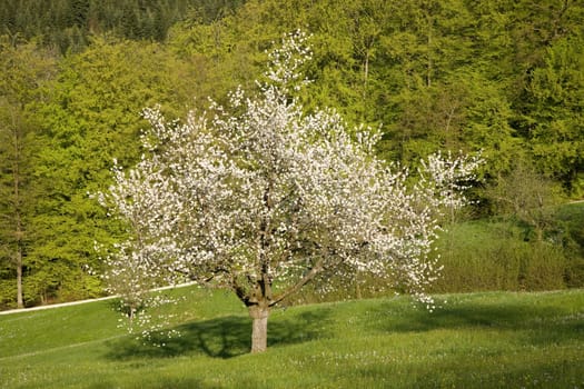 Apple tree