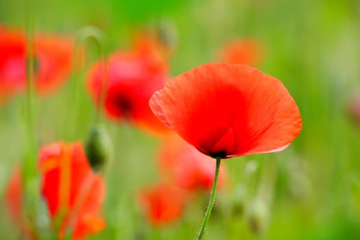 poppies