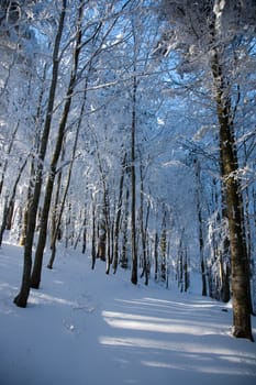 Path in the snowy forest