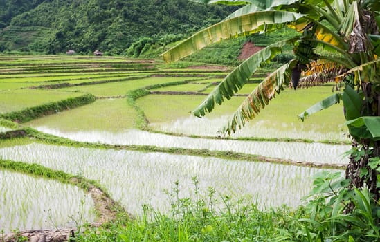 Rice field in Laos