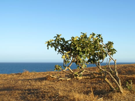 Olive bush in Portugal,Algarve