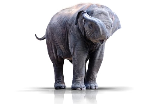 baby elephant wd387
