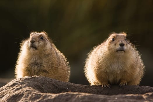 Two prairie dogs