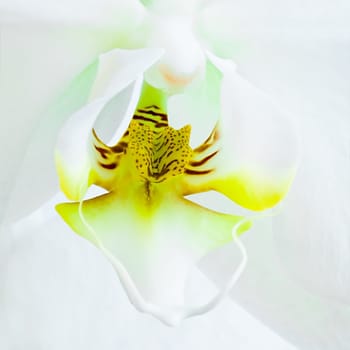 Heart of White Phalaenopsis or Moth Orchid flower - square