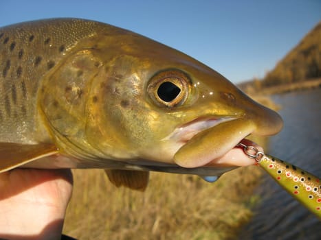 Fish