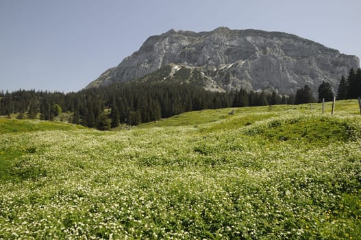 Mountain meadow in the Schwyz Pre-Alps