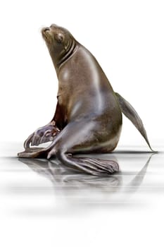 Seal wd71